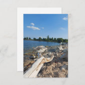 Young Seagull bij het meer (Voorkant / Achterkant)