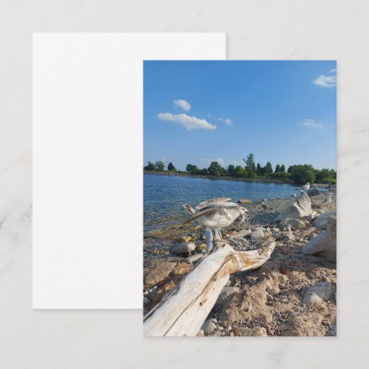 Young Seagull bij het meer (Voorkant / Achterkant)