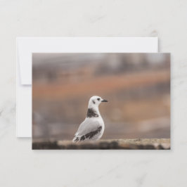Young Seagull Natuur Photo Card
