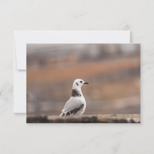 Young Seagull Natuur Photo Card (Voorkant)