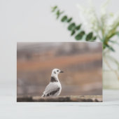 Young Seagull Natuur Photo Card (Staand voorkant)