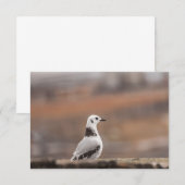 Young Seagull Natuur Photo Card (Voorkant / Achterkant)