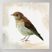Young Song Thrush in snow Poster (Voorkant)