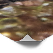 Young Spoted Drum Poster (Hoek)