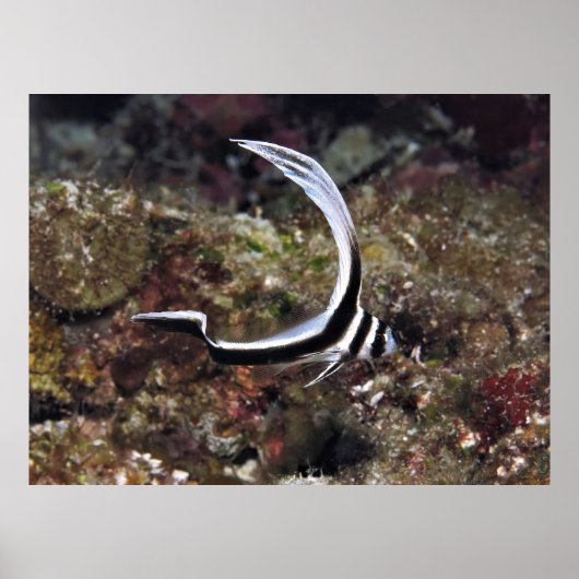 Young Spoted Drum Poster (Voorkant)