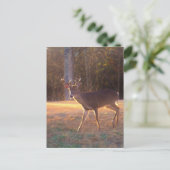 Young Stag Deer in the Sun Light Briefkaart (Staand voorkant)