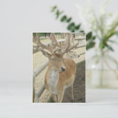 Young Stags Briefkaart (Staand voorkant)