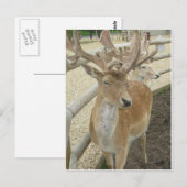 Young Stags Briefkaart (Voorkant / Achterkant)