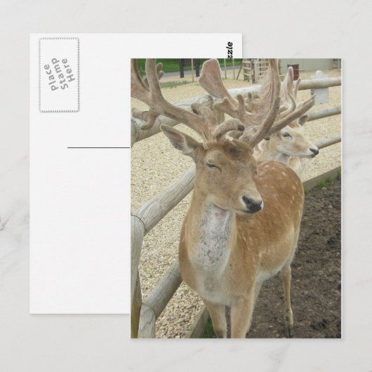 Young Stags Briefkaart (Voorkant / Achterkant)