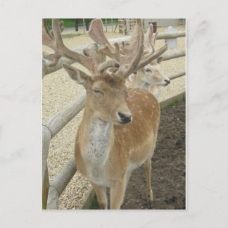 Young Stags Briefkaart