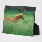 Young Stallion loopt door Meadow Fotoplaat (Zijkant)