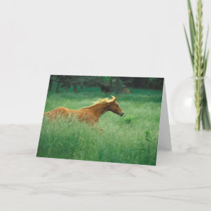 Young Stallion loopt door Meadow Kaart