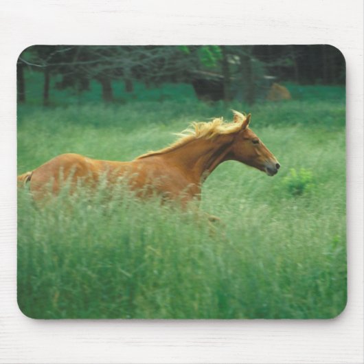 Young Stallion loopt door Meadow Muismat (Voorkant)
