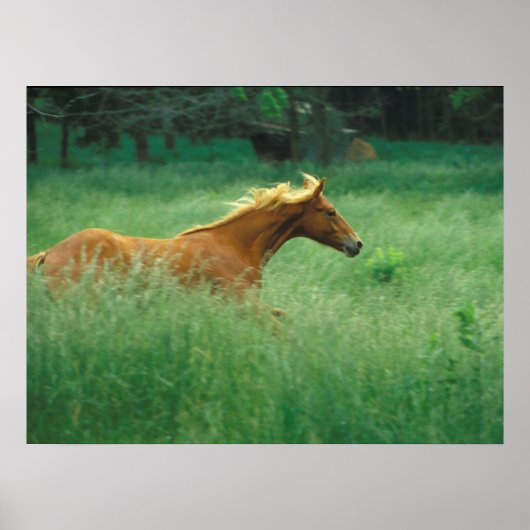 Young Stallion loopt door Meadow Poster (Voorkant)