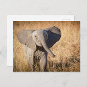 Young Struik Elephant Briefkaart (Voorkant / Achterkant)