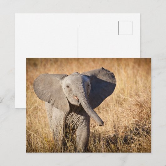 Young Struik Elephant Briefkaart (Voorkant / Achterkant)