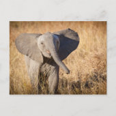Young Struik Elephant Briefkaart (Voorkant)