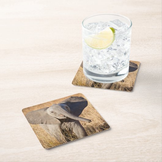 Young Struik Elephant Kartonnen Onderzetters (Insitu)