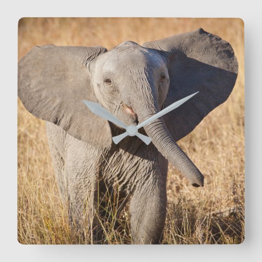 Young Struik Elephant Vierkante Klok (Voorkant)