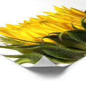 Young Sunflower Poster (Hoek)