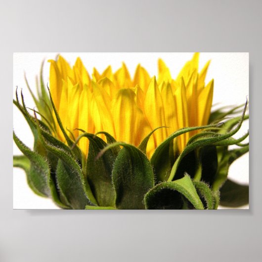 Young Sunflower Poster (Voorkant)