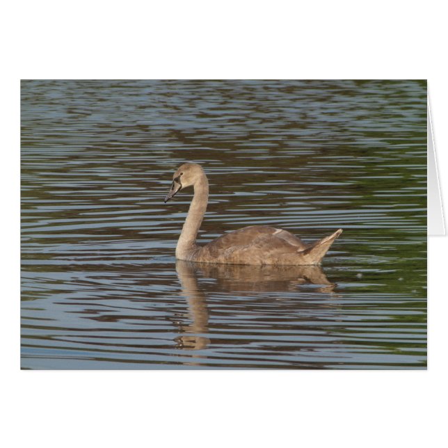 Young Swan (Voorkant Horizontaal)
