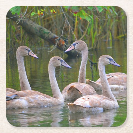 Young Swan Party Onderzetter (Voorkant)