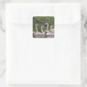 Young Swans Sticker (Tas)