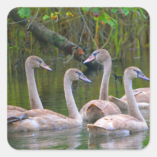 Young Swans Sticker (Voorkant)