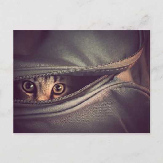 Young Tabby Kitten Briefkaart (Voorkant)