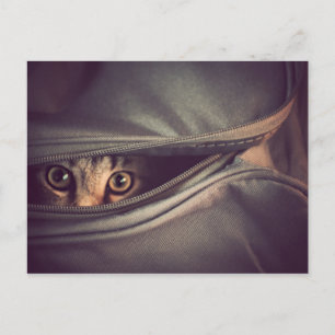 Young Tabby Kitten Briefkaart