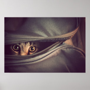 Young Tabby Kitten Poster