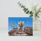 Young Teddy Bear Cholla Cactus, Arizona Briefkaart (Staand voorkant)