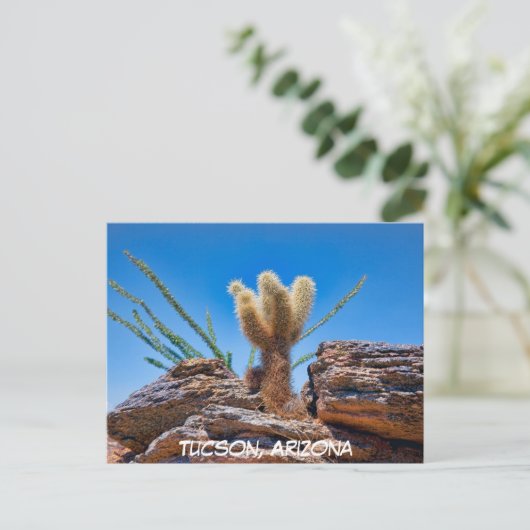 Young Teddy Bear Cholla Cactus, Arizona Briefkaart (Staand voorkant)