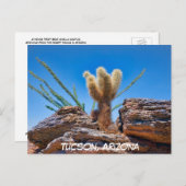 Young Teddy Bear Cholla Cactus, Arizona Briefkaart (Voorkant / Achterkant)