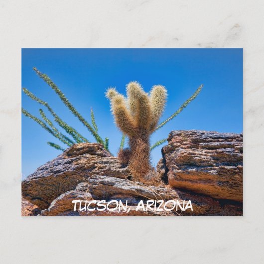 Young Teddy Bear Cholla Cactus, Arizona Briefkaart (Voorkant)