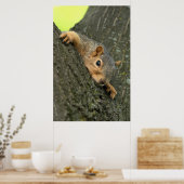 Young Tree Squirrel Resting Poster (Keuken)