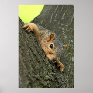 Young Tree Squirrel Resting Poster