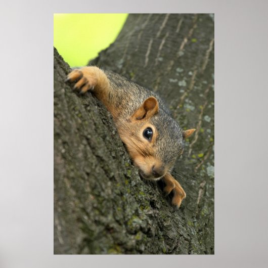 Young Tree Squirrel Resting Poster (Voorkant)