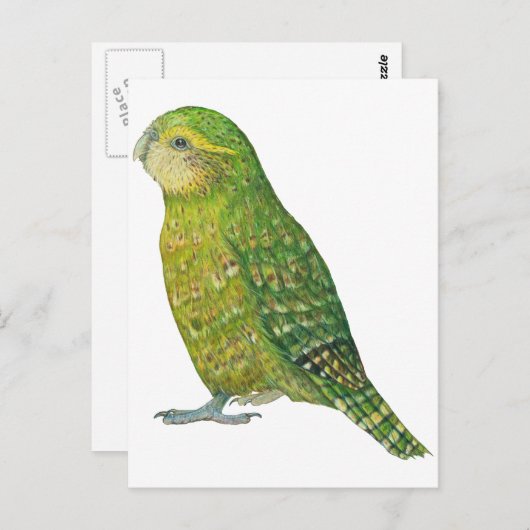Young Vrouw Kakapo Briefkaart (Voorkant / Achterkant)