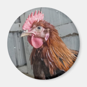 Young Welzomer Rooster Chicken Magneet