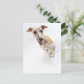 Young whippet briefkaart (Staand voorkant)