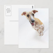 Young whippet briefkaart (Voorkant / Achterkant)