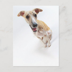 Young whippet briefkaart