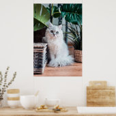 Young White Persian Cat Sitting with Plant Poster (Keuken)
