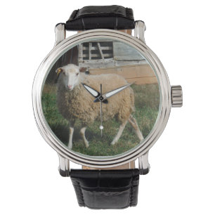 Young White Sheep op het Boerderij Foto van Sandy  Horloge