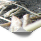 Young Wild Rat Print (Hoek)