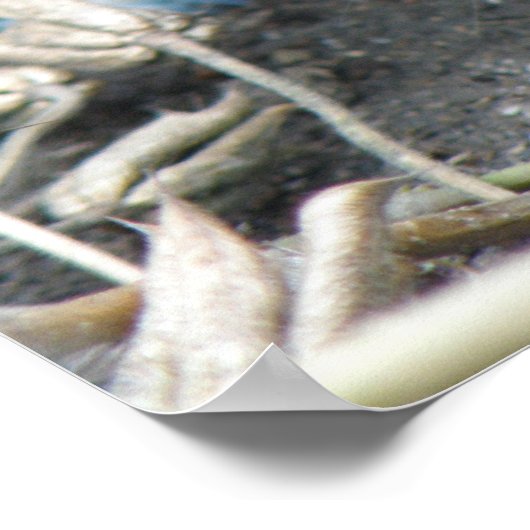 Young Wild Rat Print (Hoek)