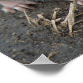 Young Wild Rat Print (Hoek)