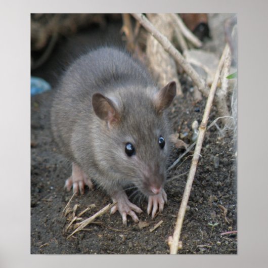 Young Wild Rat Print (Voorkant)